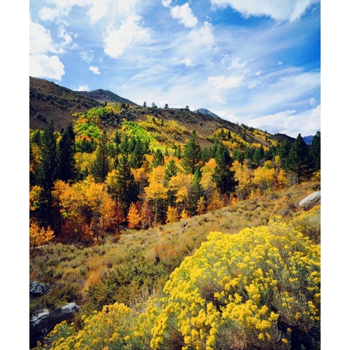 CA, Sierra Nevada Flowers and autumn